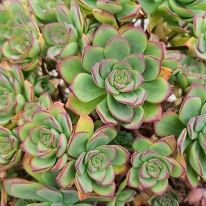 2 Pc Haworth's Aeonium Red Tip succulent plant
